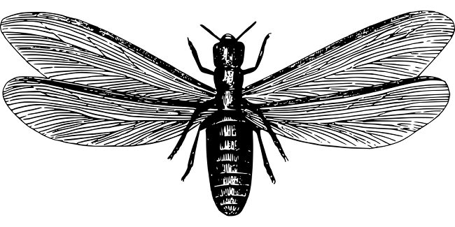 その羽アリは黒アリ?シロアリ?その見分け方とは