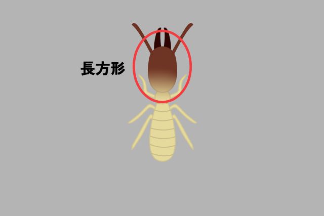 ヤマトシロアリの兵隊アリ